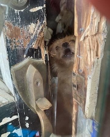 Neighbors thought the house was abandoned - until they heard dogs bark.