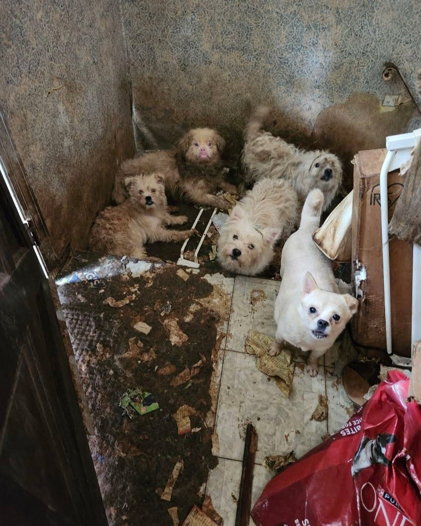 One dog was giving birth when police arrived.