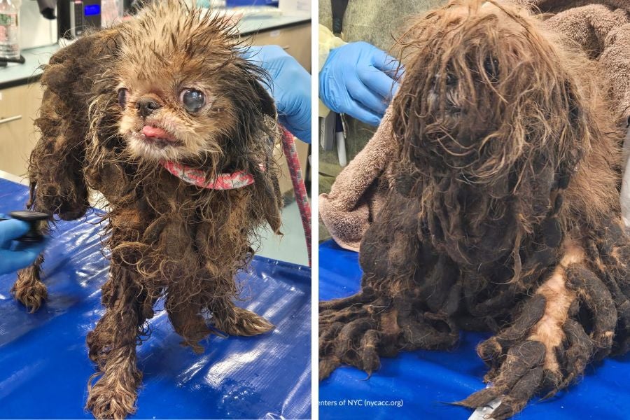 Over 80 severely neglected dogs were found in a Brooklyn home where a woman died.