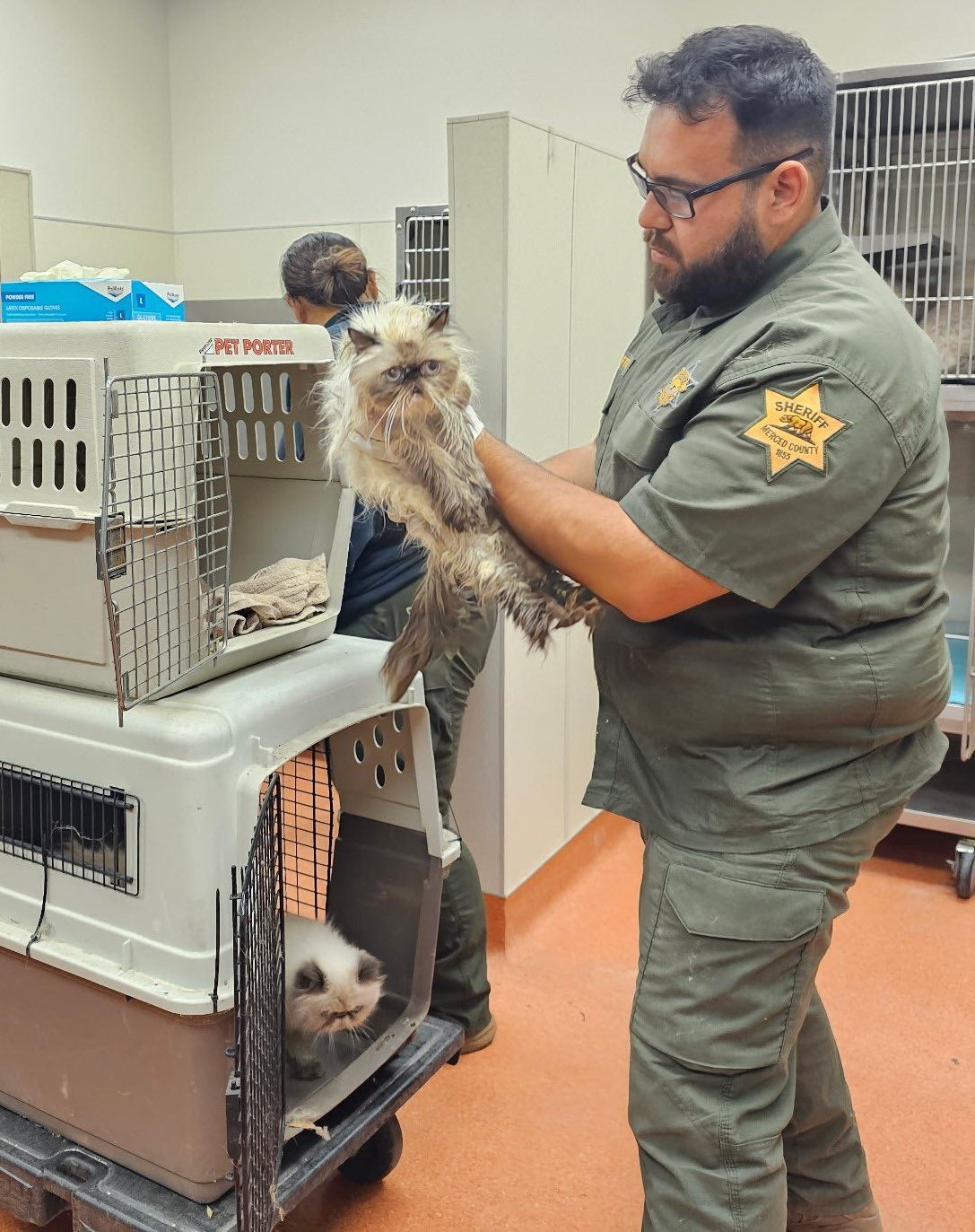 The cats will be up for adoption when healthy
