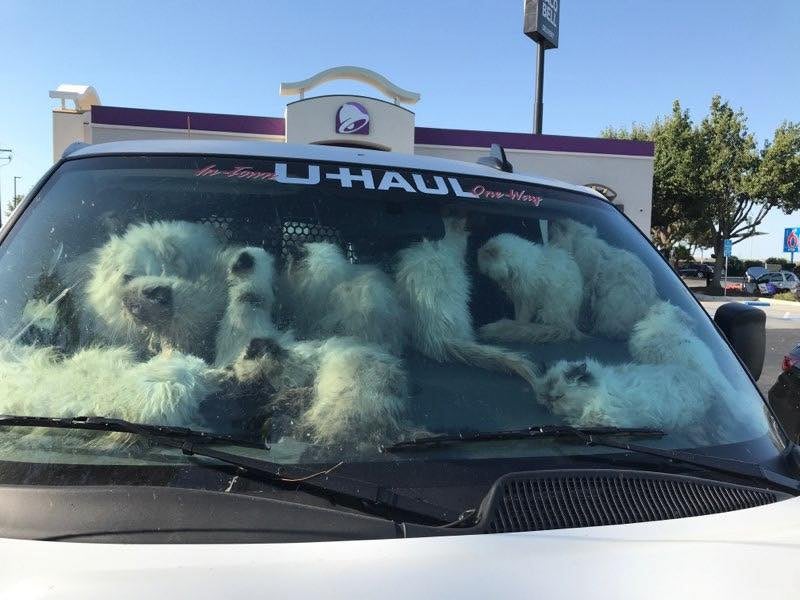 A total of 134 emaciated cats, 28 of which were dead, were found inside a U-Haul van outside a Taco Bell in California