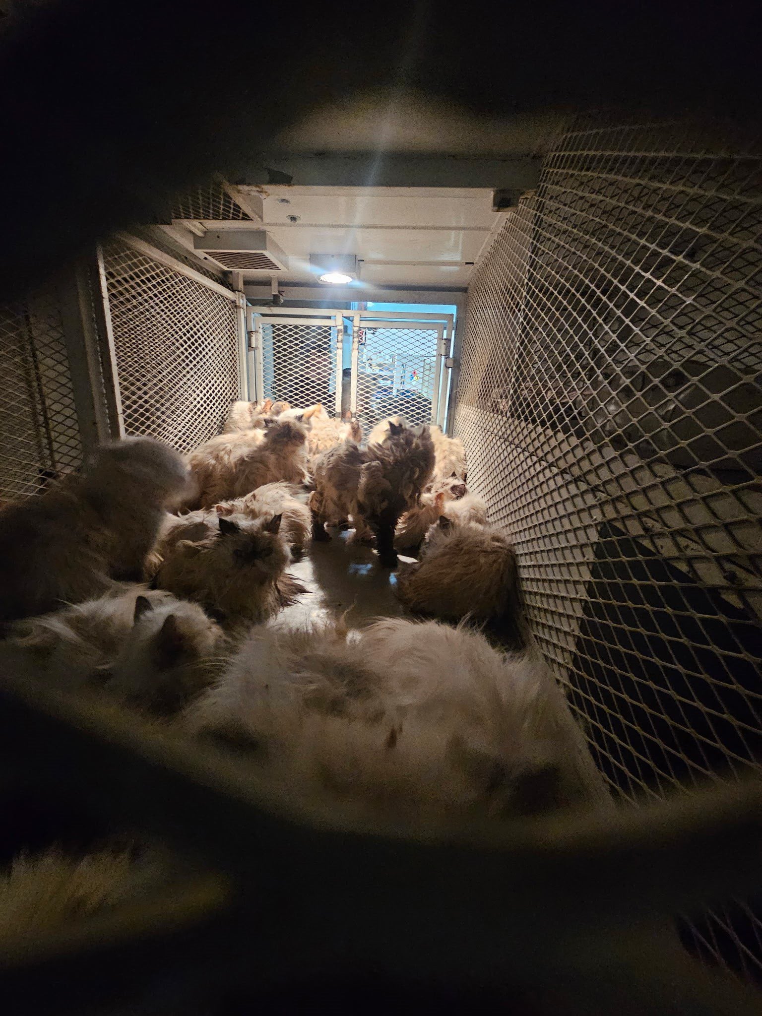 The surviving cats will be available for adoption if medically cleared by veterinary officials