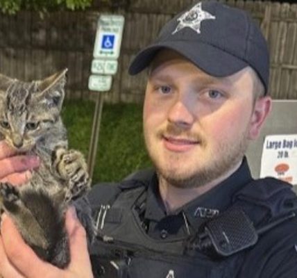 Kitten rescued stuck in Aurora ice machine, police say