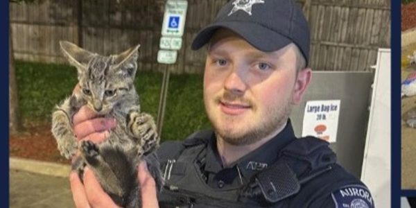Kitten rescued stuck in Aurora ice machine, police say