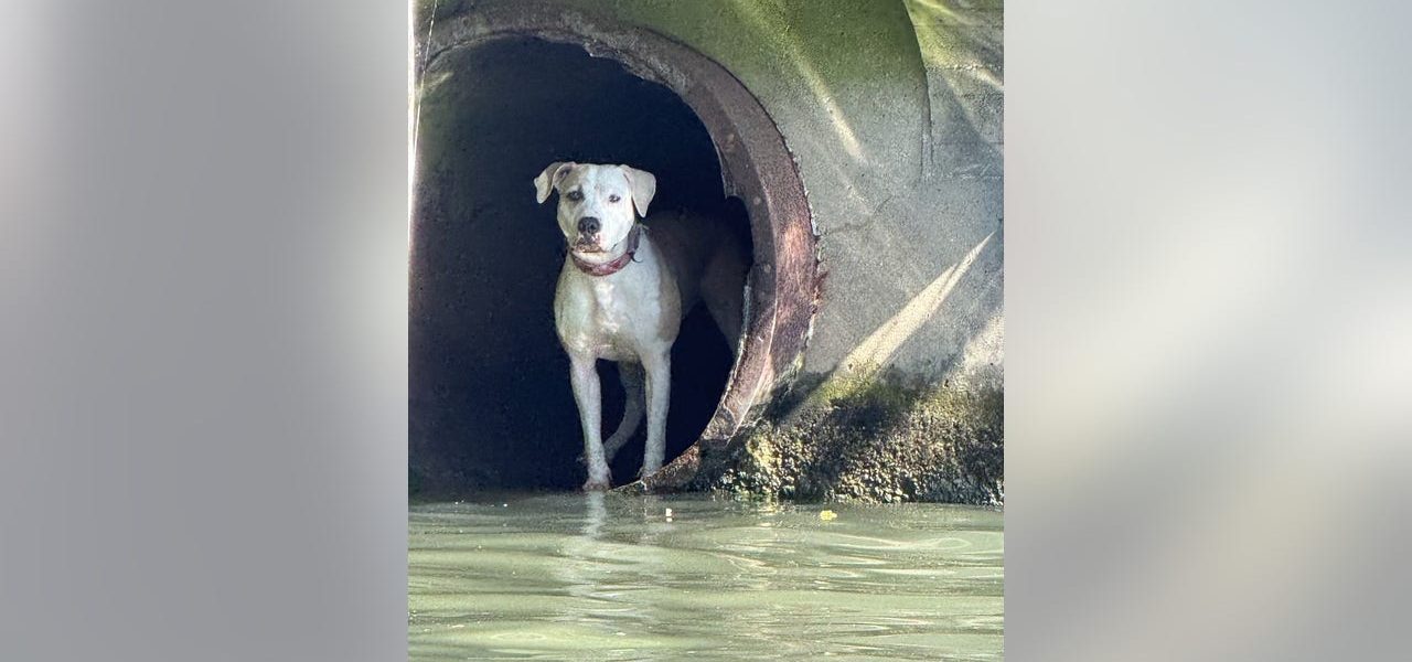 Chicago police rescue dog stranded in Chicago River drainpipe