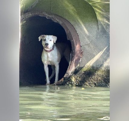 Chicago police rescue dog stranded in Chicago River drainpipe