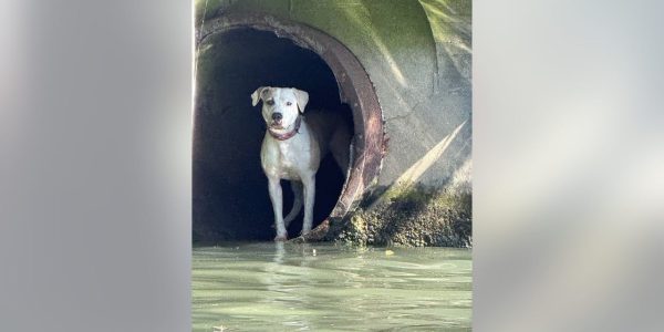 Chicago police rescue dog stranded in Chicago River drainpipe