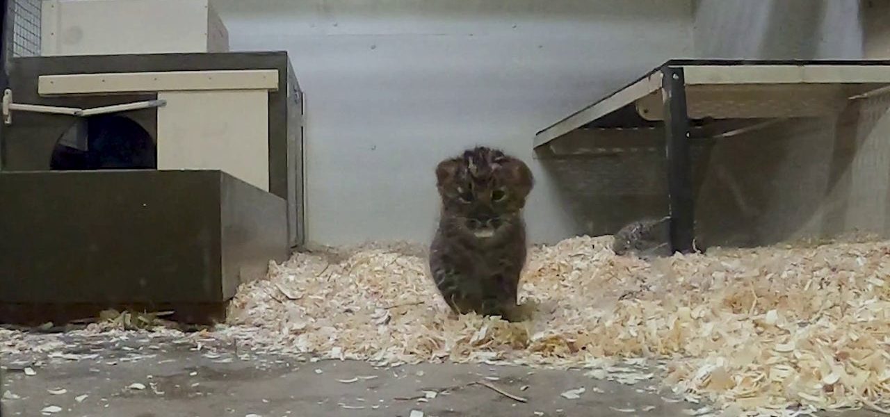 Brookfield Zoo's Amur leopard cubs pass first health exam, prepare for public debut