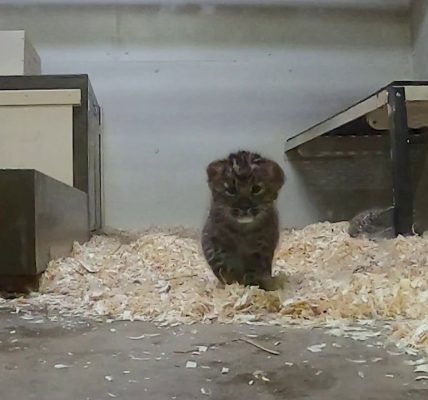 Brookfield Zoo's Amur leopard cubs pass first health exam, prepare for public debut