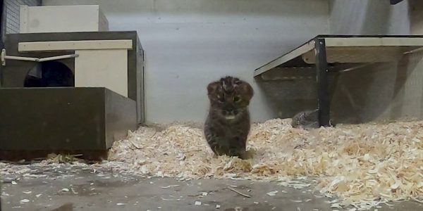 Brookfield Zoo's Amur leopard cubs pass first health exam, prepare for public debut