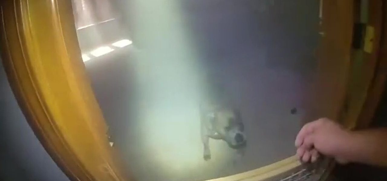 WATCH: Dog leads Aurora police to leash to escape burning home