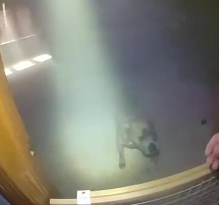 WATCH: Dog leads Aurora police to leash to escape burning home