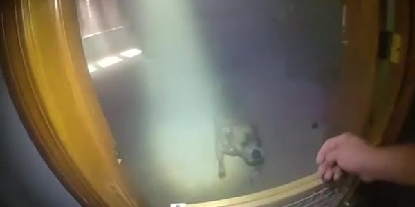 WATCH: Dog leads Aurora police to leash to escape burning home