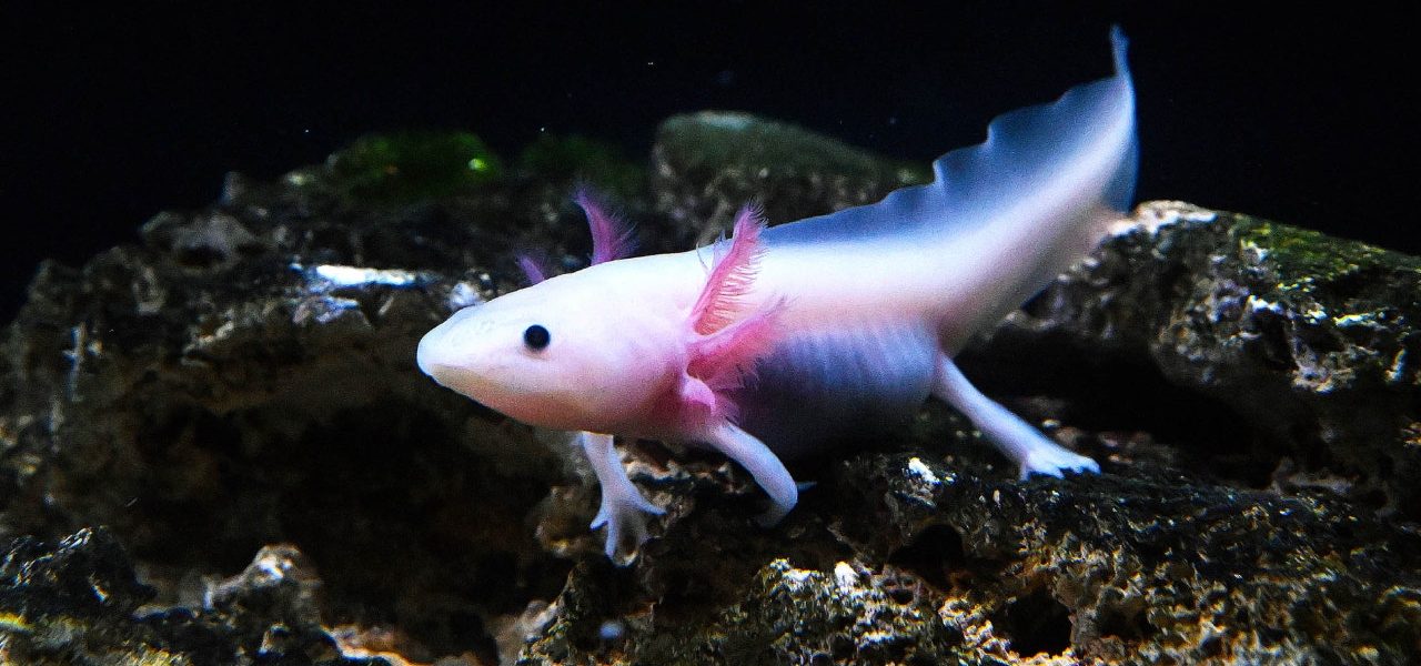 Brookfield Zoo Chicago asks public to help name rescued axolotl