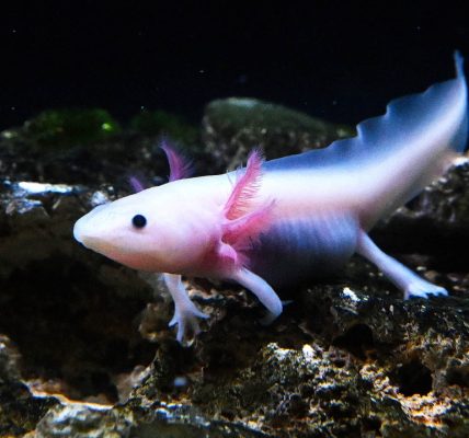 Brookfield Zoo Chicago asks public to help name rescued axolotl