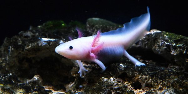 Brookfield Zoo Chicago asks public to help name rescued axolotl