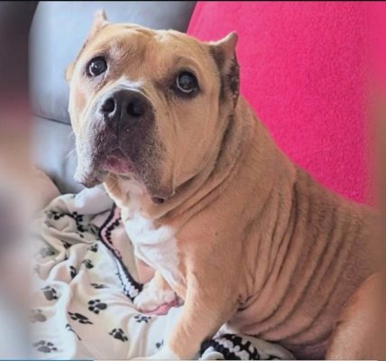 Pet foster families share stories of hope, raise money for West Suburban Humane Society