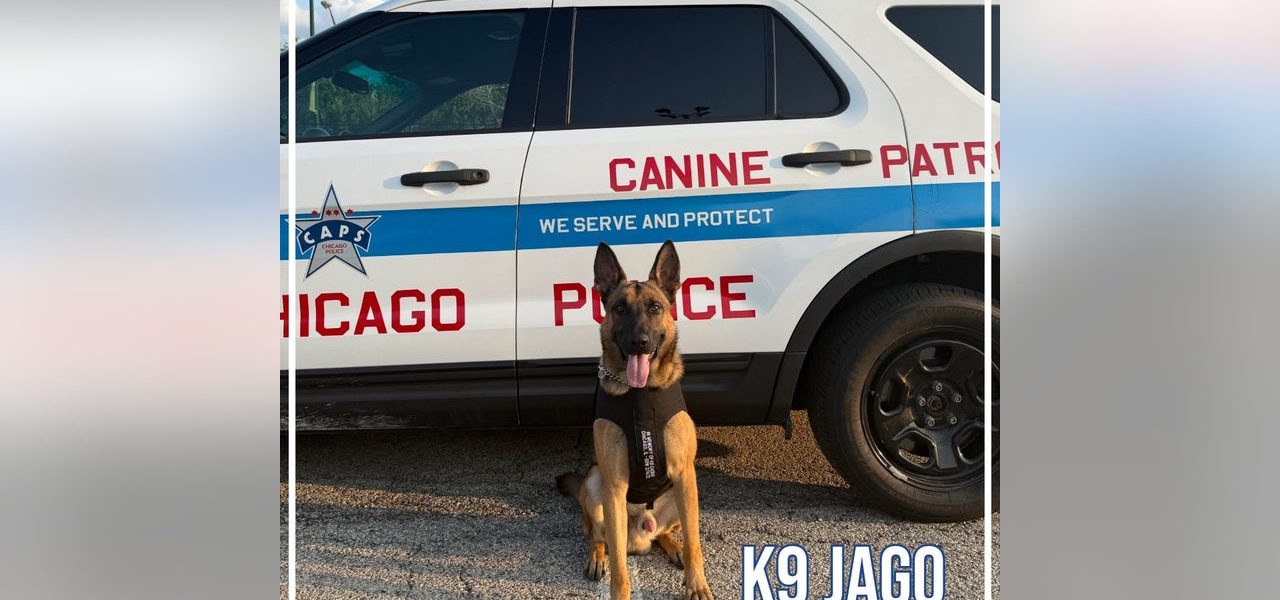 Five Chicago police K9s receive new protective vests