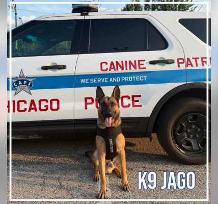 Five Chicago police K9s receive new protective vests