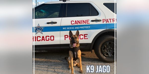 Five Chicago police K9s receive new protective vests