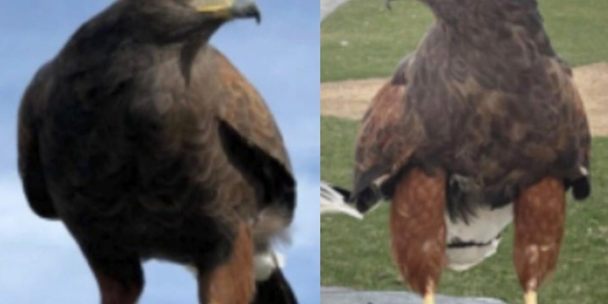 One of two hawks stolen from an NFL stadium is found as police hunt for the missing bird