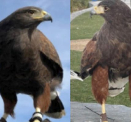 One of two hawks stolen from an NFL stadium is found as police hunt for the missing bird