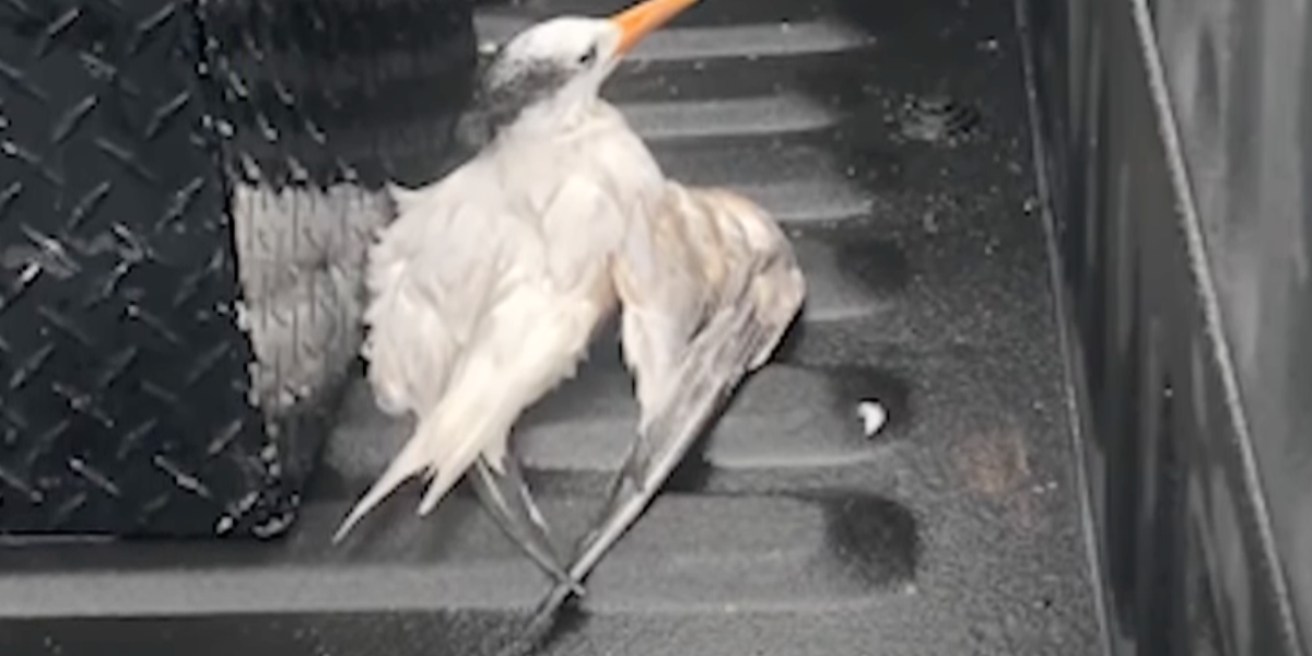 Feds investigating after 50 birds are run over in Florida - and only one survived: ‘Disturbing and deliberate act’