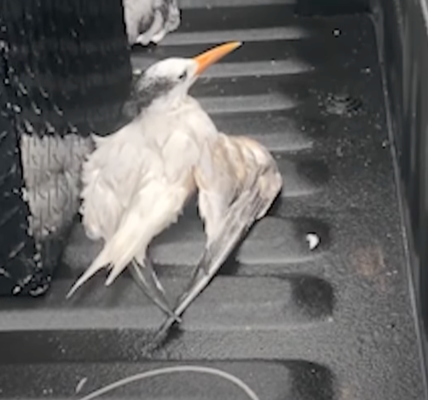 Feds investigating after 50 birds are run over in Florida - and only one survived: ‘Disturbing and deliberate act’