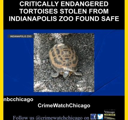 PENDLETON, Ind. — The Indianapolis community breathed a sigh of relief Tuesday after two critically endangered tortoises,