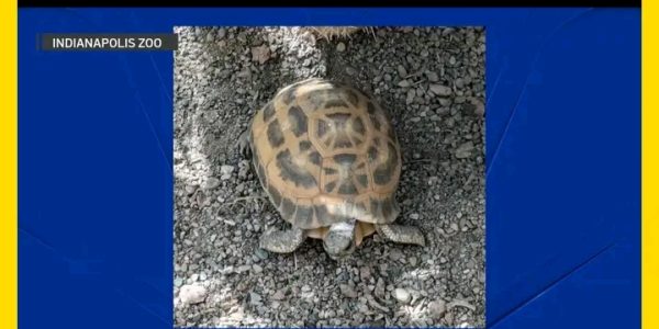 PENDLETON, Ind. — The Indianapolis community breathed a sigh of relief Tuesday after two critically endangered tortoises,