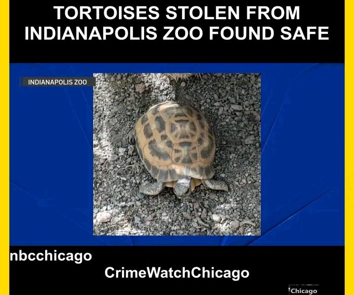PENDLETON, Ind. — The Indianapolis community breathed a sigh of relief Tuesday after two critically endangered tortoises,