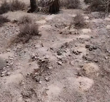 More than 300 piles of human remains have been recovered from the Vegas desert. Cops still don’t know who left them there