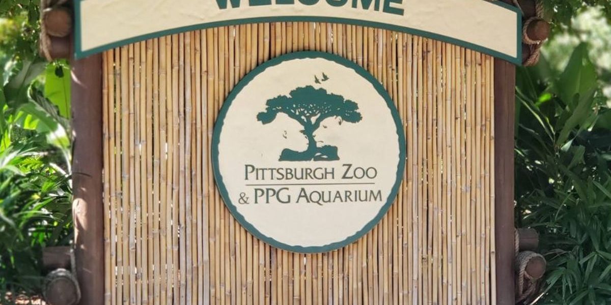 Influencer nearly became ‘elephant food’ after jumping into animal enclosure at Pittsburgh Zoo