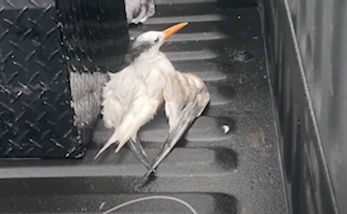 One of the birds injured after a driver ran over a group of nearly 50 birds at a Cape Canaveral, Florida cargo loading area on October 10