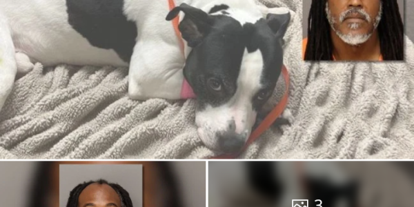 Florida – Authorities say a man is now facing multiple charges after a disturbing incident in which he allegedly threw a protective dog off a balcony while chasing a teenage girl