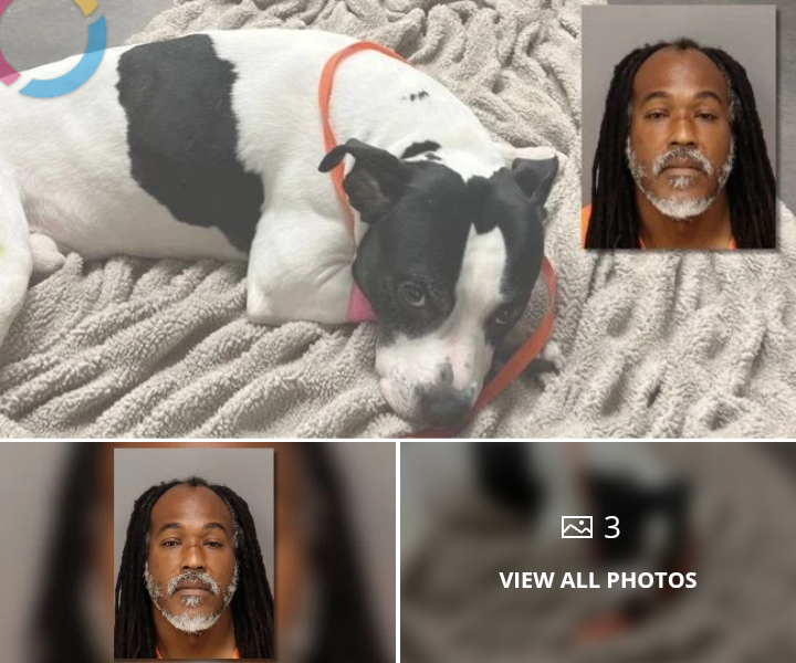 Florida – Authorities say a man is now facing multiple charges after a disturbing incident in which he allegedly threw a protective dog off a balcony while chasing a teenage girl