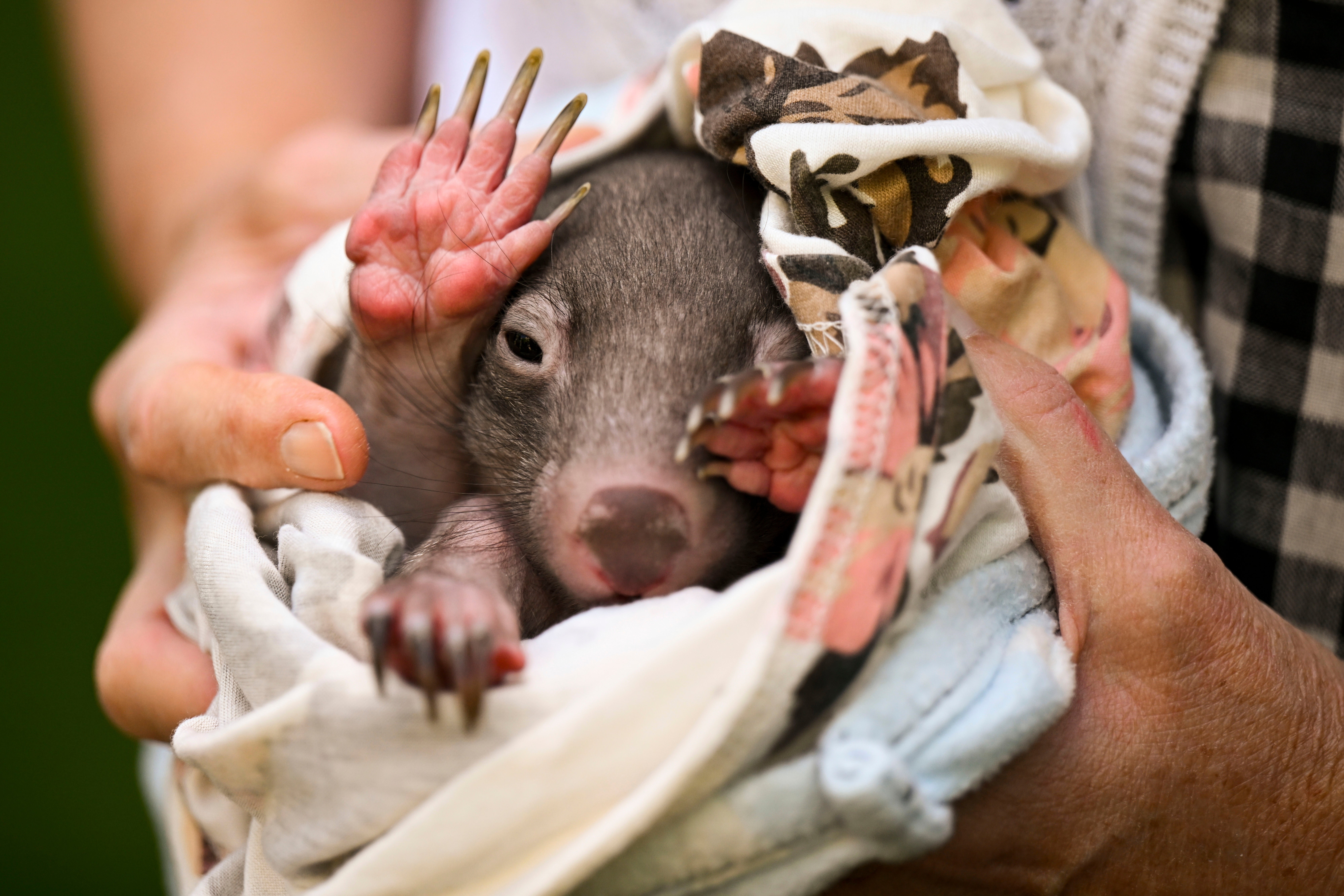 In the viral video Strable was seen lifting the wombat joey by its front legs in darkness from a roadside then runs away from its mother. ‘I caught a baby wombat,’ she said as a man filming her laughs. She returns the wombat to the roadside after several seconds