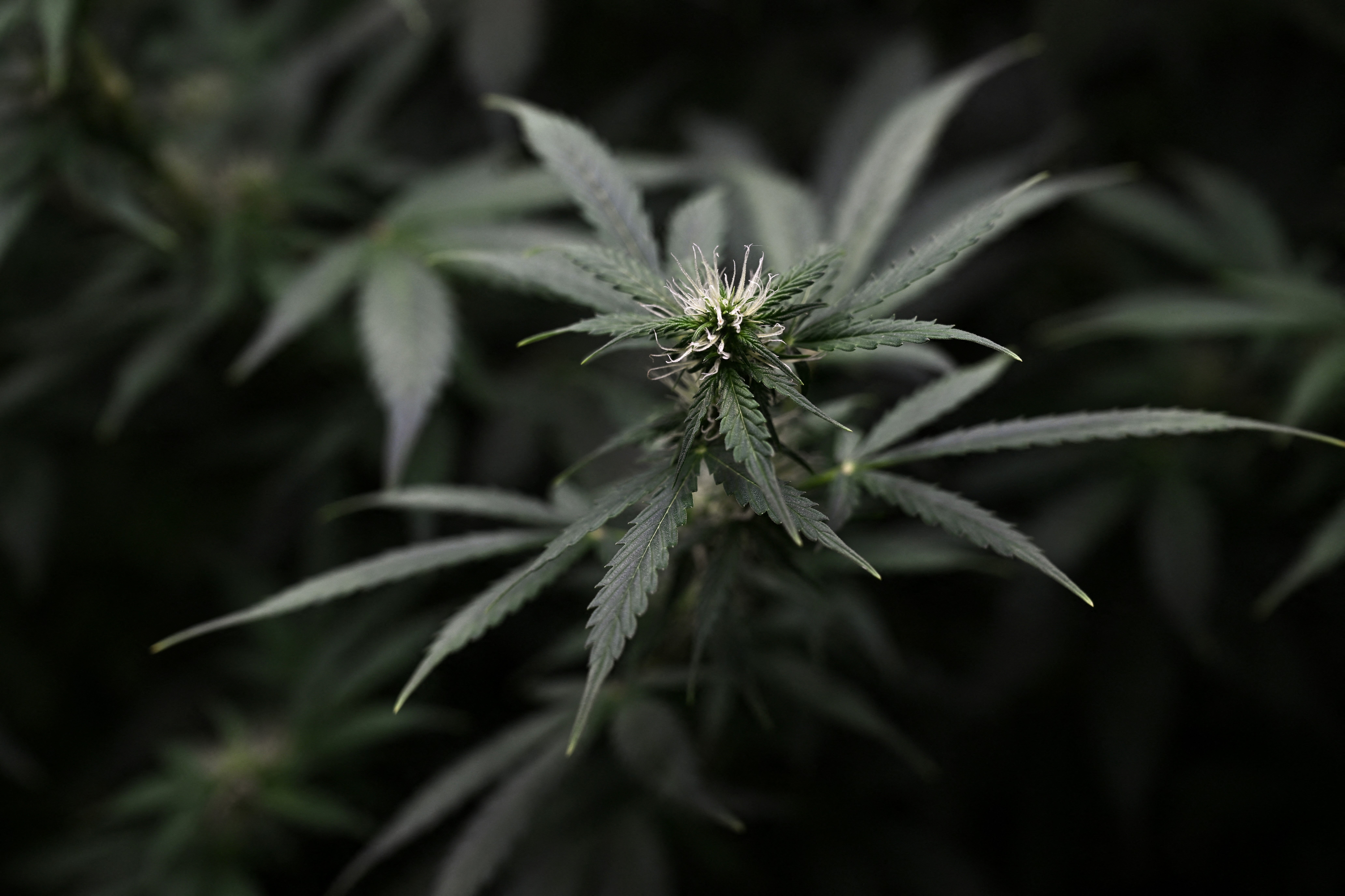 Smith faces a range of cannabis-related charges including possession with intent to sell and deliver.