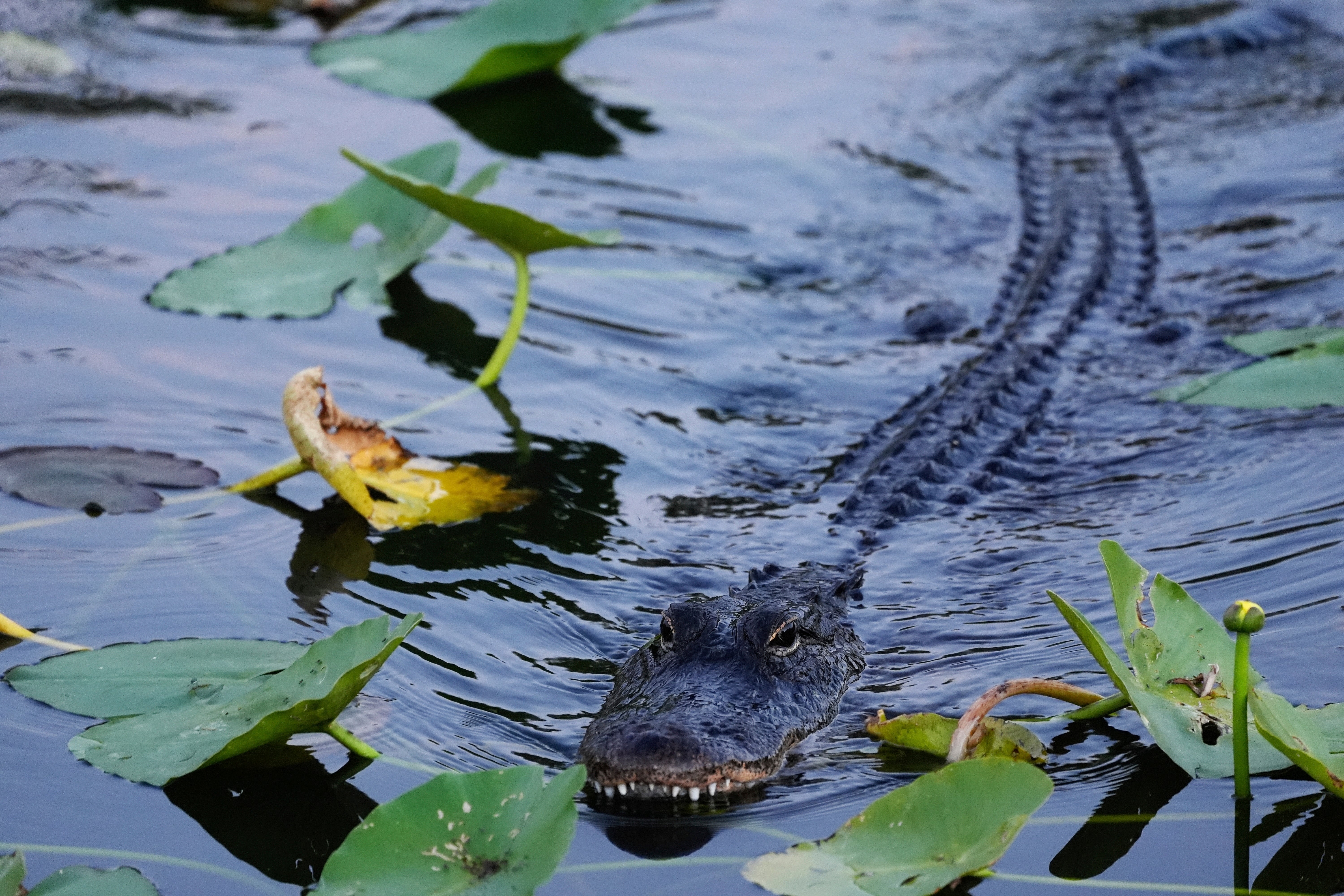 Killing an alligator without permission is forbidden under Florida law
